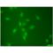 Small Ubiquitin Like Modifier 2 antibody, BML-PW0510A-0100, Enzo Life Sciences, Immunocytochemistry image 