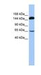 S1 RNA Binding Domain 1 antibody, NBP1-57557, Novus Biologicals, Western Blot image 