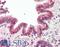 BRUCE antibody, LS-B8292, Lifespan Biosciences, Immunohistochemistry paraffin image 