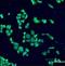 Jun Proto-Oncogene, AP-1 Transcription Factor Subunit antibody, orb89126, Biorbyt, Immunocytochemistry image 
