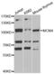 DNA replication licensing factor MCM4 antibody, abx002188, Abbexa, Western Blot image 