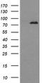 Dynamin-1-like protein antibody, TA506114AM, Origene, Western Blot image 