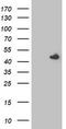 SEC14 Like Lipid Binding 2 antibody, LS-C337496, Lifespan Biosciences, Western Blot image 
