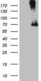  antibody, LS-C790743, Lifespan Biosciences, Western Blot image 