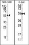 Cytochrome P450 Family 2 Subfamily R Member 1 antibody, AP14747PU-N, Origene, Western Blot image 