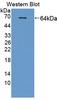 Secretogranin-3 antibody, LS-C727557, Lifespan Biosciences, Western Blot image 