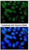 Nuclear Receptor Subfamily 5 Group A Member 2 antibody, NBP1-32489, Novus Biologicals, Immunofluorescence image 