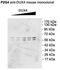 Double homeobox protein 4 antibody, LS-C231539, Lifespan Biosciences, Western Blot image 