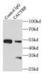 Calcyclin-binding protein antibody, FNab01182, FineTest, Immunoprecipitation image 