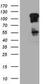 Zinc Finger And BTB Domain Containing 17 antibody, LS-C799121, Lifespan Biosciences, Western Blot image 
