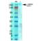 Calcium Voltage-Gated Channel Subunit Alpha1 G antibody, SMC-405D-A680, StressMarq, Western Blot image 