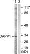 Dual Adaptor Of Phosphotyrosine And 3-Phosphoinositides 1 antibody, PA5-38469, Invitrogen Antibodies, Western Blot image 