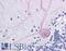 BCL2 Associated Athanogene 4 antibody, LS-B446, Lifespan Biosciences, Immunohistochemistry frozen image 