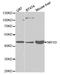 Nuclear Receptor Subfamily 1 Group I Member 3 antibody, A1970, ABclonal Technology, Western Blot image 