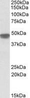 NADH dehydrogenase [ubiquinone] iron-sulfur protein 2, mitochondrial antibody, MBS422418, MyBioSource, Western Blot image 