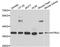 Serine protease HTRA2, mitochondrial antibody, TA332894, Origene, Western Blot image 