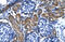 Potassium voltage-gated channel subfamily KQT member 2 antibody, ARP35459_T100, Aviva Systems Biology, Immunohistochemistry frozen image 