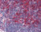 B2M antibody, TA318043, Origene, Immunohistochemistry paraffin image 