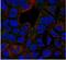 CD120b antibody, PP1222P2, Origene, Immunofluorescence image 