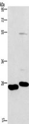 Cell death activator CIDE-3 antibody, TA349806, Origene, Western Blot image 