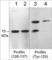 CDC3 antibody, PP4801, ECM Biosciences, Western Blot image 