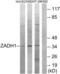PRG-2 antibody, abx015024, Abbexa, Western Blot image 