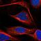 DENN Domain Containing 6A antibody, NBP2-57529, Novus Biologicals, Immunofluorescence image 
