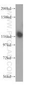 Integrator Complex Subunit 3 antibody, 16620-1-AP, Proteintech Group, Western Blot image 