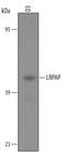LDL Receptor Related Protein Associated Protein 1 antibody, PA5-47626, Invitrogen Antibodies, Western Blot image 