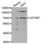 UDP Glucuronosyltransferase Family 2 Member B7 antibody, PA5-76770, Invitrogen Antibodies, Western Blot image 