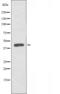 Potassium Two Pore Domain Channel Subfamily K Member 4 antibody, orb226840, Biorbyt, Western Blot image 