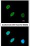 Zinc finger protein 36, C3H1 type-like 2 antibody, PA5-30644, Invitrogen Antibodies, Immunofluorescence image 