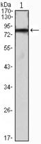 IHOG antibody, AM06460SU-N, Origene, Western Blot image 