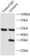 GTPase, IMAP Family Member 4 antibody, FNab03457, FineTest, Immunoprecipitation image 