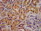 Alpha Tubulin Acetyltransferase 1 antibody, LS-C673157, Lifespan Biosciences, Immunohistochemistry paraffin image 