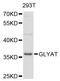 GLYAT antibody, LS-C748855, Lifespan Biosciences, Western Blot image 
