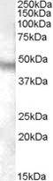 Neuropeptide FF Receptor 1 antibody, EB08373, Everest Biotech, Western Blot image 