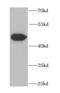 Eukaryotic Translation Initiation Factor 2 Subunit Gamma antibody, FNab02701, FineTest, Western Blot image 