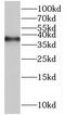 RNA Polymerase III Subunit F antibody, FNab06632, FineTest, Western Blot image 