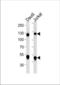 Nuclear Factor Kappa B Subunit 1 antibody, TA328151, Origene, Western Blot image 