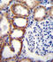 Succinate dehydrogenase [ubiquinone] cytochrome b small subunit, mitochondrial antibody, 56-248, ProSci, Immunohistochemistry paraffin image 