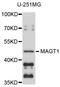 Magnesium transporter protein 1 antibody, STJ27042, St John