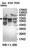 Protein Only RNase P Catalytic Subunit antibody, orb78174, Biorbyt, Western Blot image 
