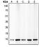 Cyclin-dependent kinase 4 inhibitor B antibody, orb213719, Biorbyt, Western Blot image 