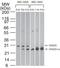 Rho GDP Dissociation Inhibitor Beta antibody, TA336402, Origene, Western Blot image 