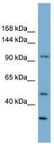 Shieldin Complex Subunit 2 antibody, TA344822, Origene, Western Blot image 