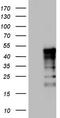 Methylcytosine dioxygenase TET3 antibody, TA803891S, Origene, Western Blot image 