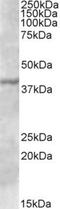 Transcription Factor B1, Mitochondrial antibody, NBP1-51978, Novus Biologicals, Western Blot image 
