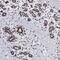 Splicing Factor 3a Subunit 1 antibody, HPA000690, Atlas Antibodies, Immunohistochemistry frozen image 