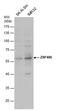 Zinc Finger Protein 486 antibody, PA5-40119, Invitrogen Antibodies, Western Blot image 